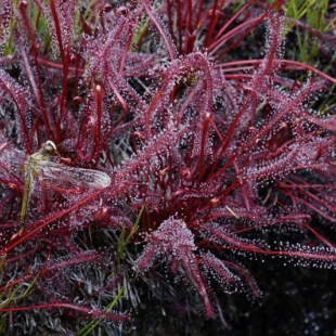 Drosera sp